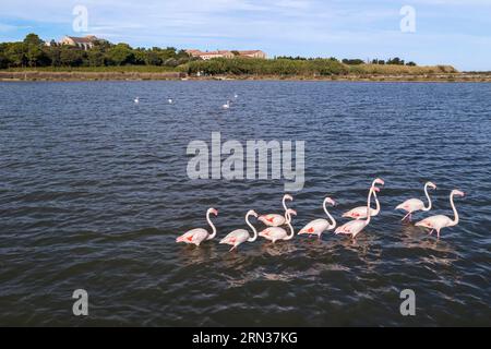 France, Hérault (34), Villeneuve-lès-Maguelone (Palavas-les-Flots), flamants roses dans l'étang de Pierre Blanche devant l'Ile de Maguelone et la cathédrale Saint-Pierre-et-Saint-Paul de Maguelone (vue aérienne)/France, Hérault, Villeneuve les Maguelone (Palavas les Felos devant l'Ile de Maguelone et Saint-Pierre-Blanche (vue aérienne) Banque D'Images