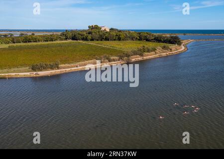 France, Hérault (34), Villeneuve-lès-Maguelone (Palavas-les-Flots), flamants roses dans l'étang de Pierre Blanche devant l'Ile de Maguelone et la cathédrale Saint-Pierre-et-Saint-Paul de Maguelone (vue aérienne)/France, Hérault, Villeneuve les Maguelone (Palavas les Felos devant l'Ile de Maguelone et Saint-Pierre-Blanche (vue aérienne) Banque D'Images