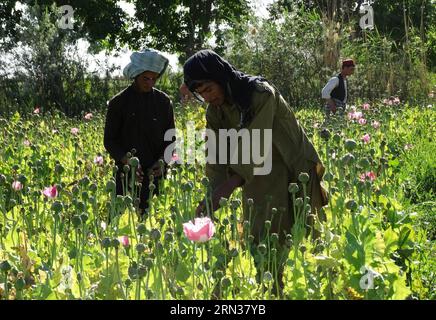 (150409) -- HELMAND, 9 avril 2015 -- des hommes afghans travaillent dans un champ de pavot à Helmand, Afghanistan, 9 avril 2015 )(lmz) AFGHANISTAN-HELMAND-PAVOT Safdare PUBLICATIONxNOTxINxCHN Helmand avril 9 2015 des hommes afghans travaillent DANS un champ de pavot à Helmand Afghanistan avril 9 2015 Afghanistan Helmand Poppy PUBLICATIONxNOTxINxCHN Banque D'Images