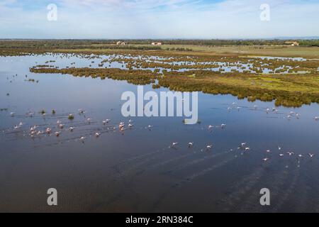 France, Gard (30), la petite Camargue vers Aigues-mortes, envol de flamants roses (Phoenicopterus roseus) (vue aérienne)/France, Gard, la petite Camargue vers Aigues-mortes, vol des flamants roses (Phoenicopterus roseus) (vue aérienne) Banque D'Images