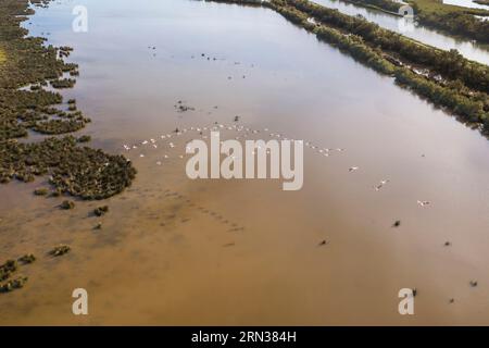 France, Gard (30), la petite Camargue vers Aigues-mortes, vol de flamants roses (Phoenicopterus roseus) (vue aérienne)/France, Gard, la petite Camarg Banque D'Images