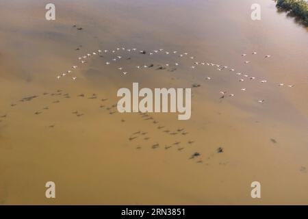 France, Gard (30), la petite Camargue vers Aigues-mortes, vol de flamants roses (Phoenicopterus roseus) (vue aérienne)/France, Gard, la petite Camarg Banque D'Images