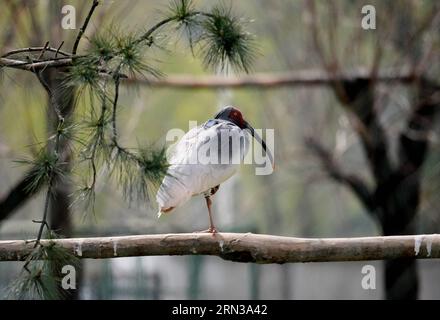 (150411) -- XI AN, 11 avril 2015 -- une photo prise le 11 avril 2015 montre un ibis à crête lors d'une activité de libération dans la ville de Tongchuan, dans la province du Shaanxi au nord-ouest de la Chine. Un total de 30 ibis élevés artificiellement ont été libérés dans la nature samedi. L'ibis à crête, également connu sous le nom d'ibis à crête japonais, est grand avec un plumage blanc, et avant les années 1930, il avait prospéré au Japon, en Chine, en Russie et dans la péninsule coréenne. Mais sa population a été fortement réduite en raison des guerres, des catastrophes naturelles, de la chasse et d'autres activités humaines. (YXB) CHINA-SHAANXI-CRESTED IBIS-RELEASE (CN) LIUXXIAO PUBLICA Banque D'Images