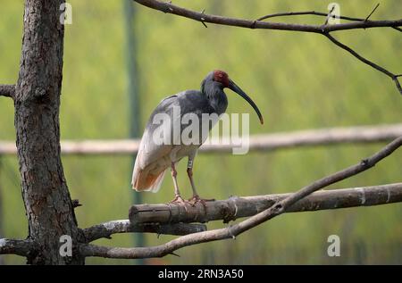 (150411) -- XI AN, 11 avril 2015 -- une photo prise le 11 avril 2015 montre un ibis à crête lors d'une activité de libération dans la ville de Tongchuan, dans la province du Shaanxi au nord-ouest de la Chine. Un total de 30 ibis élevés artificiellement ont été libérés dans la nature samedi. L'ibis à crête, également connu sous le nom d'ibis à crête japonais, est grand avec un plumage blanc, et avant les années 1930, il avait prospéré au Japon, en Chine, en Russie et dans la péninsule coréenne. Mais sa population a été fortement réduite en raison des guerres, des catastrophes naturelles, de la chasse et d'autres activités humaines. (YXB) CHINA-SHAANXI-CRESTED IBIS-RELEASE (CN) LIUXXIAO PUBLICA Banque D'Images