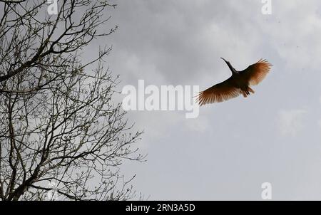 (150411) -- XI AN, le 11 avril 2015 -- Un ibis à crête vole dans le ciel lors d'une activité de libération dans la ville de Tongchuan, dans la province du Shaanxi du nord-ouest de la Chine, le 11 avril 2015. Un total de 30 ibis élevés artificiellement ont été libérés dans la nature samedi. L'ibis à crête, également connu sous le nom d'ibis à crête japonais, est grand avec un plumage blanc, et avant les années 1930, il avait prospéré au Japon, en Chine, en Russie et dans la péninsule coréenne. Mais sa population a été fortement réduite en raison des guerres, des catastrophes naturelles, de la chasse et d'autres activités humaines. (YXB) CHINA-SHAANXI-CRESTED IBIS-RELEASE (CN) LIUXXIAO PUBLICATIO Banque D'Images