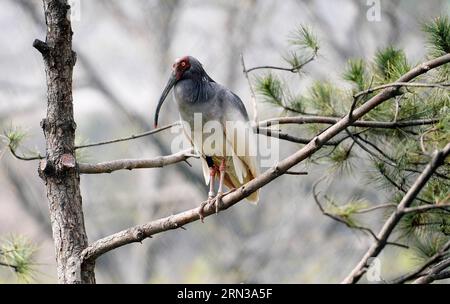 (150411) -- XI AN, 11 avril 2015 -- une photo prise le 11 avril 2015 montre un ibis à crête lors d'une activité de libération dans la ville de Tongchuan, dans la province du Shaanxi au nord-ouest de la Chine. Un total de 30 ibis élevés artificiellement ont été libérés dans la nature samedi. L'ibis à crête, également connu sous le nom d'ibis à crête japonais, est grand avec un plumage blanc, et avant les années 1930, il avait prospéré au Japon, en Chine, en Russie et dans la péninsule coréenne. Mais sa population a été fortement réduite en raison des guerres, des catastrophes naturelles, de la chasse et d'autres activités humaines. (YXB) CHINA-SHAANXI-CRESTED IBIS-RELEASE (CN) LIUXXIAO PUBLICA Banque D'Images