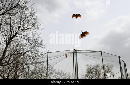 (150411) -- XI AN, 11 avril 2015 -- Crested ibis vole dans le ciel lors d'une activité de libération dans la ville de Tongchuan, province du Shaanxi au nord-ouest de la Chine, le 11 avril 2015. Un total de 30 ibis élevés artificiellement ont été libérés dans la nature samedi. L'ibis à crête, également connu sous le nom d'ibis à crête japonais, est grand avec un plumage blanc, et avant les années 1930, il avait prospéré au Japon, en Chine, en Russie et dans la péninsule coréenne. Mais sa population a été fortement réduite en raison des guerres, des catastrophes naturelles, de la chasse et d'autres activités humaines. (Yxb) CHINA-SHAANXI-CRESTED IBIS-RELEASE (CN) LiuxXiao PUBLICATIONxNO Banque D'Images