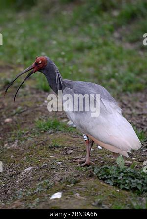 (150411) -- XI AN, 11 avril 2015 -- une photo prise le 11 avril 2015 montre un ibis à crête lors d'une activité de libération dans la ville de Tongchuan, dans la province du Shaanxi au nord-ouest de la Chine. Un total de 30 ibis élevés artificiellement ont été libérés dans la nature samedi. L'ibis à crête, également connu sous le nom d'ibis à crête japonais, est grand avec un plumage blanc, et avant les années 1930, il avait prospéré au Japon, en Chine, en Russie et dans la péninsule coréenne. Mais sa population a été fortement réduite en raison des guerres, des catastrophes naturelles, de la chasse et d'autres activités humaines. (YXB) CHINA-SHAANXI-CRESTED IBIS-RELEASE (CN) LIUXXIAO PUBLICA Banque D'Images