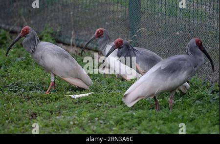 (150411) -- XI AN, 11 avril 2015 -- une photo prise le 11 avril 2015 montre ibis Crested lors d'une activité de libération dans la ville de Tongchuan, province du Shaanxi au nord-ouest de la Chine. Un total de 30 ibis élevés artificiellement ont été libérés dans la nature samedi. L'ibis à crête, également connu sous le nom d'ibis à crête japonais, est grand avec un plumage blanc, et avant les années 1930, il avait prospéré au Japon, en Chine, en Russie et dans la péninsule coréenne. Mais sa population a été fortement réduite en raison des guerres, des catastrophes naturelles, de la chasse et d'autres activités humaines. (YXB) CHINA-SHAANXI-CRESTED IBIS-RELEASE (CN) LIUXXIAO PUBLICATI Banque D'Images