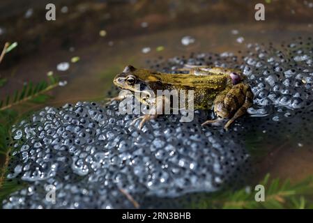 France, Doubs, vers Pontarlier, chez un éleveur en mars, aquarium, capture de grenouilles (Rana temporaria), couple, ponte Banque D'Images