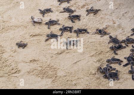 Incroyable gros plan de bébés tortues de mer juste éclos essayant d'entrer dans l'eau de l'océan Banque D'Images