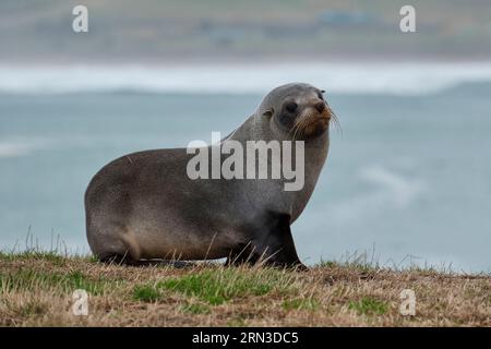 Nouvelle-Zélande, Île du Sud, région d'Otago, Moeraki, Katiki point, colonie d'otaries Banque D'Images