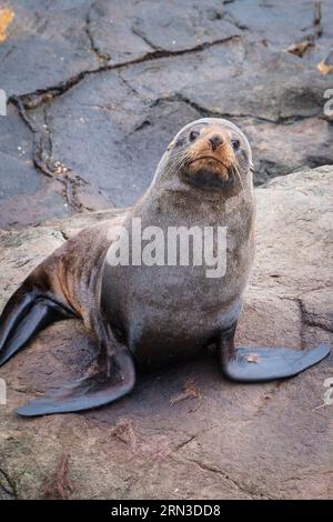 Nouvelle-Zélande, Île du Sud, région d'Otago, Moeraki, Katiki point, colonie d'otaries Banque D'Images