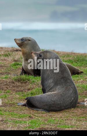 Nouvelle-Zélande, Île du Sud, région d'Otago, Moeraki, Katiki point, colonie d'otaries Banque D'Images