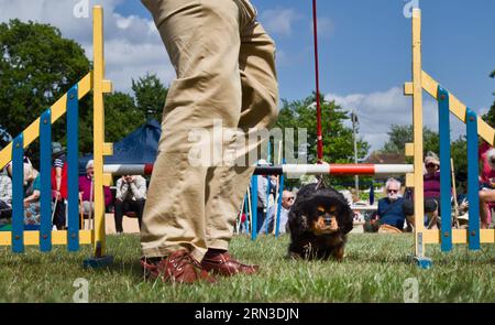 Propriétaire de chien conduisant Un cavalier noir et tan King Charles Spaniel sur Une laisse pour sauter Une clôture pendant Un cours d'agilité de chien, Boldre, Royaume-Uni Banque D'Images