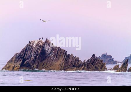 France, Côtes d'Armor, Perros Guirec, réserve naturelle de sept Iles, cormorans à crête européenne (gulosus aristotelis) sur rocher et fane du nord (Morus bassanus) en vol Banque D'Images