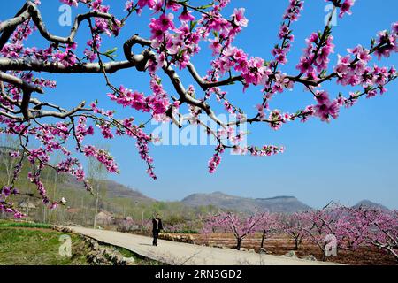 JINAN, le 15 avril 2015 -- Un agriculteur se rend à pied dans un verger de pêches dans le village de Taitou, dans le comté de Mengyin, dans la montagne Yimeng, dans la province du Shandong, dans l est de la Chine, le 15 avril 2015. Les agriculteurs locaux du comté ont planté des arbres fruitiers sur les pentes des montagnes et ont produit une production de fruits d'une valeur de 839,3 millions de dollars américains en 2014. (wf) CHINA-SHANDONG-YIMENG MOUNTAIN-FRUIT PLANTATION (CN) GuoxXulei PUBLICATIONxNOTxINxCHN Jinan avril 15 2015 un agriculteur marche vers un verger de pêche dans le village du comté de Mengyin situé dans la montagne est Chine S Shan Dong province avril 15 2015 agriculteurs locaux du comté plantés Banque D'Images