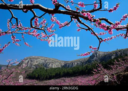 JINAN, le 15 avril 2015 -- les fleurs de pêche fleurissent dans le village de Xingshanzi, dans le comté de Mengyin, situé dans la montagne Yimeng, dans la province du Shandong de l est de la Chine, le 15 avril 2015. Les agriculteurs locaux du comté ont planté des arbres fruitiers sur les pentes des montagnes et ont produit une production de fruits d'une valeur de 839,3 millions de dollars américains en 2014. (wf) CHINA-SHANDONG-YIMENG MOUNTAIN-FRUIT PLANTATION (CN) GuoxXulei PUBLICATIONxNOTxINxCHN Jinan avril 15 2015 les fleurs de pêche fleurissent dans le village du comté de Mengyin situé dans la montagne est de la Chine S Shan Dong province avril 15 2015 les agriculteurs locaux du comté ont planté des arbres fruitiers Banque D'Images