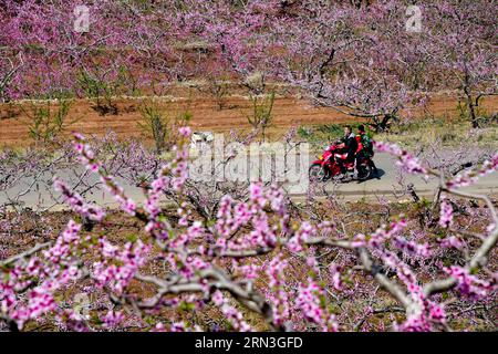 JINAN, le 15 avril 2015 -- les fleurs de pêche fleurissent dans le village de Xingshanzi, dans le comté de Mengyin, situé dans la montagne Yimeng, dans la province du Shandong de l est de la Chine, le 15 avril 2015. Les agriculteurs locaux du comté ont planté des arbres fruitiers sur les pentes des montagnes et ont produit une production de fruits d'une valeur de 839,3 millions de dollars américains en 2014. (wf) CHINA-SHANDONG-YIMENG MOUNTAIN-FRUIT PLANTATION (CN) GuoxXulei PUBLICATIONxNOTxINxCHN Jinan avril 15 2015 les fleurs de pêche fleurissent dans le village du comté de Mengyin situé dans la montagne est de la Chine S Shan Dong province avril 15 2015 les agriculteurs locaux du comté ont planté des arbres fruitiers Banque D'Images