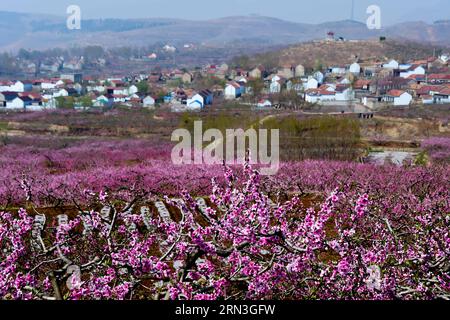 JINAN, le 15 avril 2015 -- les fleurs de pêche fleurissent dans le village de Xingshanzi, dans le comté de Mengyin, situé dans la montagne Yimeng, dans la province du Shandong de l est de la Chine, le 15 avril 2015. Les agriculteurs locaux du comté ont planté des arbres fruitiers sur les pentes des montagnes et ont produit une production de fruits d'une valeur de 839,3 millions de dollars américains en 2014. (wf) CHINA-SHANDONG-YIMENG MOUNTAIN-FRUIT PLANTATION (CN) GuoxXulei PUBLICATIONxNOTxINxCHN Jinan avril 15 2015 les fleurs de pêche fleurissent dans le village du comté de Mengyin situé dans la montagne est de la Chine S Shan Dong province avril 15 2015 les agriculteurs locaux du comté ont planté des arbres fruitiers Banque D'Images