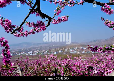 JINAN, le 15 avril 2015 -- les fleurs de pêche fleurissent dans le village de Xingshanzi, dans le comté de Mengyin, situé dans la montagne Yimeng, dans la province du Shandong de l est de la Chine, le 15 avril 2015. Les agriculteurs locaux du comté ont planté des arbres fruitiers sur les pentes des montagnes et ont produit une production de fruits d'une valeur de 839,3 millions de dollars américains en 2014. (wf) CHINA-SHANDONG-YIMENG MOUNTAIN-FRUIT PLANTATION (CN) GuoxXulei PUBLICATIONxNOTxINxCHN Jinan avril 15 2015 les fleurs de pêche fleurissent dans le village du comté de Mengyin situé dans la montagne est de la Chine S Shan Dong province avril 15 2015 les agriculteurs locaux du comté ont planté des arbres fruitiers Banque D'Images