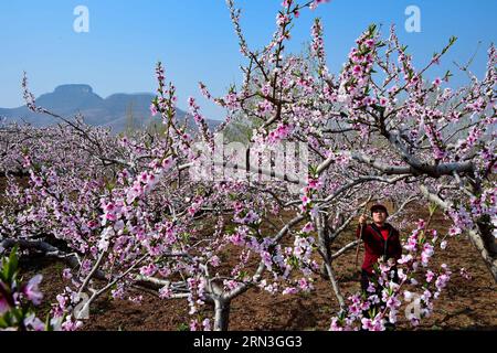 JINAN, le 15 avril 2015 -- Un agriculteur travaille dans un verger de pêche dans le village de Taitou, dans le comté de Mengyin, situé dans la montagne Yimeng, dans la province du Shandong de l est de la Chine, le 15 avril 2015. Les agriculteurs locaux du comté ont planté des arbres fruitiers sur les pentes des montagnes et ont produit une production de fruits d'une valeur de 839,3 millions de dollars américains en 2014. (wf) CHINA-SHANDONG-YIMENG MOUNTAIN-FRUIT PLANTATION (CN) GuoxXulei PUBLICATIONxNOTxINxCHN Jinan avril 15 2015 un agriculteur travaille DANS un verger de pêche dans le village du comté de Mengyin situé dans la montagne est Chine S Shan Dong province avril 15 2015 agriculteurs locaux du comté plantés Banque D'Images