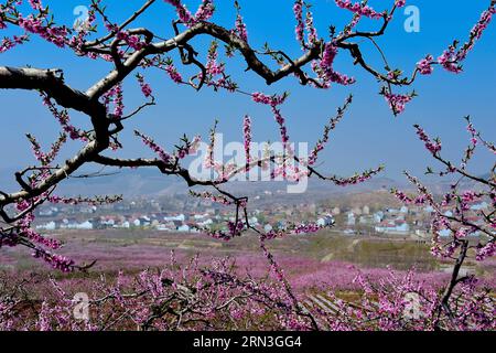 JINAN, le 15 avril 2015 -- les fleurs de pêche fleurissent dans le village de Xingshanzi, dans le comté de Mengyin, situé dans la montagne Yimeng, dans la province du Shandong de l est de la Chine, le 15 avril 2015. Les agriculteurs locaux du comté ont planté des arbres fruitiers sur les pentes des montagnes et ont produit une production de fruits d'une valeur de 839,3 millions de dollars américains en 2014. (wf) CHINA-SHANDONG-YIMENG MOUNTAIN-FRUIT PLANTATION (CN) GuoxXulei PUBLICATIONxNOTxINxCHN Jinan avril 15 2015 les fleurs de pêche fleurissent dans le village du comté de Mengyin situé dans la montagne est de la Chine S Shan Dong province avril 15 2015 les agriculteurs locaux du comté ont planté des arbres fruitiers Banque D'Images