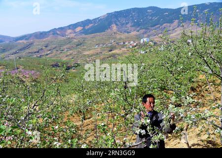 JINAN, le 15 avril 2015 -- Un agriculteur travaille dans un verger de pêche dans le village de Maoping, dans le comté de Mengyin, situé dans la montagne Yimeng, dans la province du Shandong de l est de la Chine, le 15 avril 2015. Les agriculteurs locaux du comté ont planté des arbres fruitiers sur les pentes des montagnes et ont produit une production de fruits d'une valeur de 839,3 millions de dollars américains en 2014. (wf) CHINA-SHANDONG-YIMENG MOUNTAIN-FRUIT PLANTATION (CN) GuoxXulei PUBLICATIONxNOTxINxCHN Jinan avril 15 2015 un agriculteur travaille DANS un verger de pêche dans le village de Maoping du comté de Mengyin situé dans la province de Shan Dong de la montagne est de la Chine avril 15 2015 agriculteurs locaux dans le comté Banque D'Images