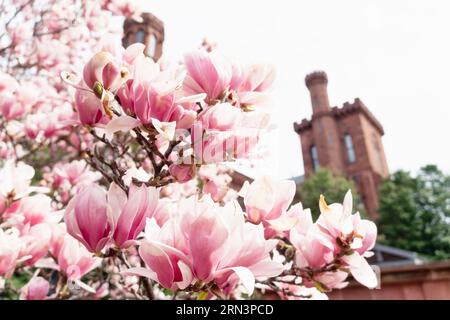 Saucer Magnolia Flowers Smithsonian Castle Enid A Haupt Garden Washington DC // WASHINGTON DC — Saucer Magnolias fleurissent dans le Enid A Haupt Garden, offrant une exposition vibrante sur fond de château Smithsonian. Le jardin, adjacent au National Mall, offre un endroit serein pour les résidents et les touristes, présentant une grande variété d'espèces végétales importantes pour la région. Une partie du château de Smithsonian peut être vue en arrière-plan. Banque D'Images