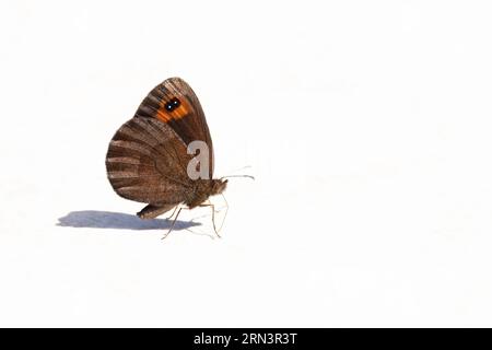 Ringlet d'automne (Erebia neoridas) Pyrénées Espagne ES août 2023 Banque D'Images