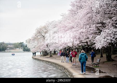 Bateaux à rame et fleurs de cerisier au Tidal Basin | WASHINGTON — Les visiteurs marchent sous les fleurs de cerisier le long du Tidal Basin à Washington, D.C., tandis qu'un bateau à rame dérive à proximité et que le mémorial de Jefferson apparaît au loin. Enregistrée quatre jours après la déclaration du Service des parcs nationaux sur le pic de floraison de 2023, la scène montre la canopée dense de Yoshino qui descend d'un cadeau de 3 020 cerisiers de Tokyo en 1912. Banque D'Images