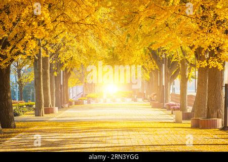 Les arbres ginkgo d'automne tunnel le matin avec des feuilles jaunes à côté de Gokkyocheon Creek près d'Asan-si, Corée Banque D'Images