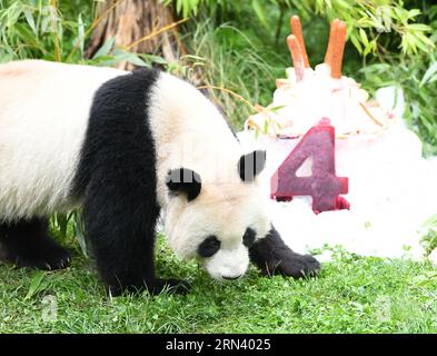 Berlin, Allemagne. 31 août 2023. Le panda géant Meng Yuan est vu à côté d'un «gâteau d'anniversaire» au Zoo Berlin à Berlin, capitale de l'Allemagne, le 31 août 2023. Le couple de pandas géants a fêté jeudi son quatrième anniversaire au zoo de Berlin. Crédit : REN Pengfei/Xinhua/Alamy Live News Banque D'Images