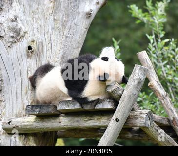 Berlin, Allemagne. 31 août 2023. Le panda géant Meng Xiang est vu au zoo de Berlin à Berlin, capitale de l'Allemagne, le 31 août 2023. Le couple de pandas géants a fêté jeudi son quatrième anniversaire au zoo de Berlin. Crédit : REN Pengfei/Xinhua/Alamy Live News Banque D'Images