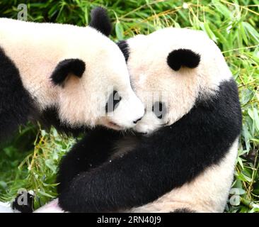 Berlin, Allemagne. 31 août 2023. Le panda géant Meng Xiang (L) joue avec Meng Yuan au Zoo Berlin à Berlin, capitale de l'Allemagne, le 31 août 2023. Le couple de pandas géants a fêté jeudi son quatrième anniversaire au zoo de Berlin. Crédit : REN Pengfei/Xinhua/Alamy Live News Banque D'Images