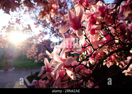 WASHINGTON DC, États-Unis — les magnolias de soucoupe fleurissent dans le jardin Enid A Haupt, offrant une exposition vibrante avec le château Smithsonian en toile de fond. Le jardin, adjacent au National Mall, offre un endroit serein pour les résidents et les touristes, présentant une grande variété d'espèces végétales importantes pour la région. Banque D'Images