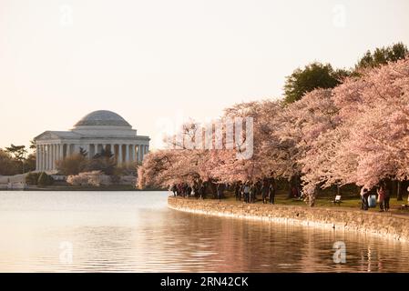 WASHINGTON DC, États-Unis — le Jefferson Memorial est entouré de fleurs de cerisier vibrantes, marquant l'arrivée du printemps dans la capitale. Ces fleurs, un cadeau du Japon en 1912, offrent un cadre pittoresque au mémorial dédié au troisième président américain, Thomas Jefferson, soulignant la fusion de la beauté naturelle et de l'histoire américaine. Banque D'Images