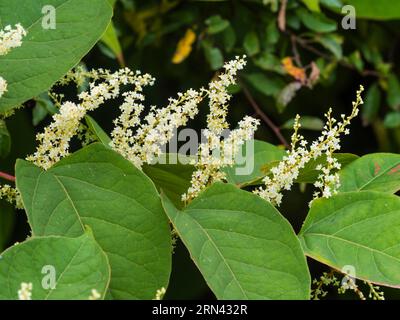 Panicules de fin d'été de fleurs blanches de la vigoureuse vigne russe robuste, Fallopia baldschuanica Banque D'Images