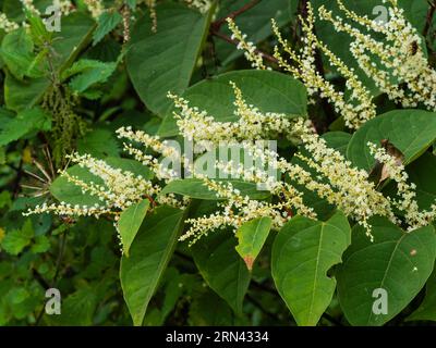 Panicules de fin d'été de fleurs blanches de la vigoureuse vigne russe robuste, Fallopia baldschuanica Banque D'Images