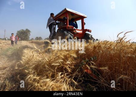 (150504) -- FAYOUM, 4 mai 2015 -- des agriculteurs égyptiens travaillent dans un champ de blé dans le village de Deska, Fayoum, à environ 130 kilomètres au sud-ouest du Caire, en Égypte, le 4 mai 2015. La récolte de blé égyptienne atteindra 10 millions de tonnes cette saison et le gouvernement égyptien a élaboré un plan pour la production de blé afin de satisfaire plus de 80% de ses besoins intérieurs d'ici 2030. L Égypte est le plus grand importateur mondial de blé, qui achète habituellement environ 10 millions de tonnes de blé par an sur les marchés internationaux et utilise un mélange de blé national et importé pour son programme subventionné de pain. ÉGYPTE-FAYOUM-BLÉ-H. Banque D'Images