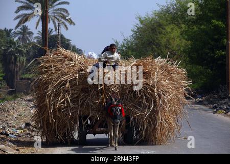 (150504) -- FAYOUM, le 4 mai 2015 -- un agriculteur égyptien travaille dans un champ de blé dans le village de Deska, Fayoum, à environ 130 kilomètres au sud-ouest du Caire, en Égypte, le 4 mai 2015. La récolte de blé égyptienne atteindra 10 millions de tonnes cette saison et le gouvernement égyptien a élaboré un plan pour la production de blé afin de satisfaire plus de 80% de ses besoins intérieurs d'ici 2030. L Égypte est le plus grand importateur mondial de blé, qui achète habituellement environ 10 millions de tonnes de blé par an sur les marchés internationaux et utilise un mélange de blé national et importé pour son programme subventionné de pain. ÉGYPTE-FAYOUM-WHEA Banque D'Images