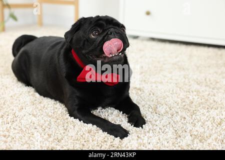 Mignon chien Pug avec noeud papillon rouge sur le cou dans la chambre, espace pour le texte Banque D'Images