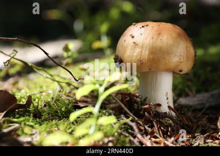 Un champignon poussant dans la forêt, gros plan. Espace pour le texte Banque D'Images