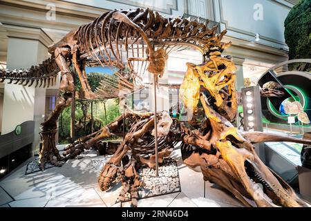 WASHINGTON DC, États-Unis — Une exposition dramatique au Musée national d'histoire naturelle Smithsonian montre un Tyrannosaurus rex attaquant un Tricératops. Cette exposition récemment rénovée dans la salle des dinosaures et fossiles représente une scène du Crétacé, mettant en valeur la relation entre ces créatures préhistoriques emblématiques. Banque D'Images