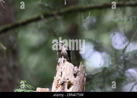 Hairy Woodpecker Île de Vancouver, Colombie-Britannique, Canada Banque D'Images