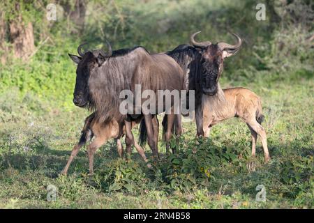 Wildebeest (Connochaetes), vaches avec veaux, zone de conservation de Ndutu, Tanzanie Banque D'Images