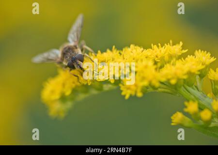 Aéroglisseur à ailes biseautées moyennes (Eristalis interrupta) sur verge d'or (Solidago canadensis), Emsland, Basse-Saxe, Allemagne Banque D'Images