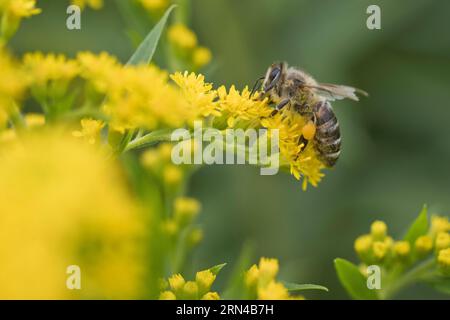 Abeille à miel (Apis mellifera) sur verge d'or (Solidago canadensis), Emsland, Basse-Saxe, Allemagne Banque D'Images
