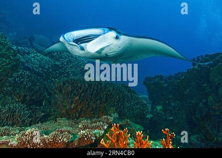 Raie manta de récif géant (Manta alfredi) nageant à travers le récif corallien avec des coraux durs (Scleractinia), océan Pacifique, île de Yap, Caroline Banque D'Images
