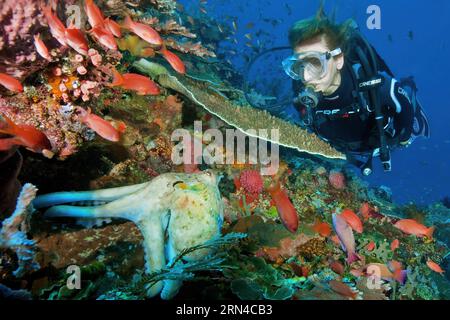 Plongeuse regardant le poulpe (Octopus vulgaris) se cacher cherchant un abri sous le corail de table (Acroporidae) dans le récif corallien, sur le banc droit de la mer Banque D'Images